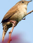 Northern House Wren