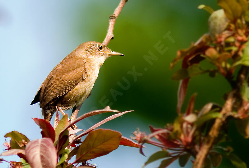 House Wren