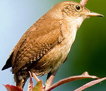 House Wren