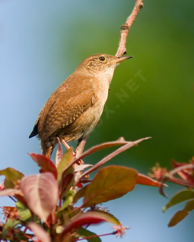 House Wren