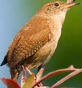 House Wren