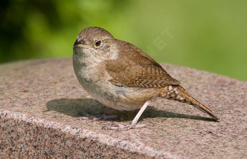 House Wren female adult, identification, Behaviour