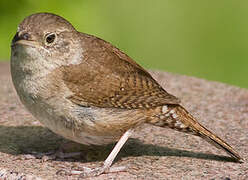 House Wren