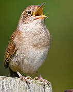 House Wren