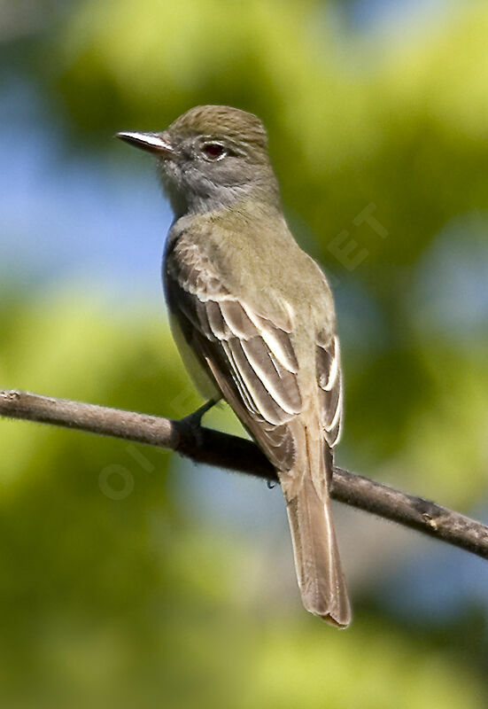 Great Crested Flycatcher