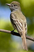 Great Crested Flycatcher