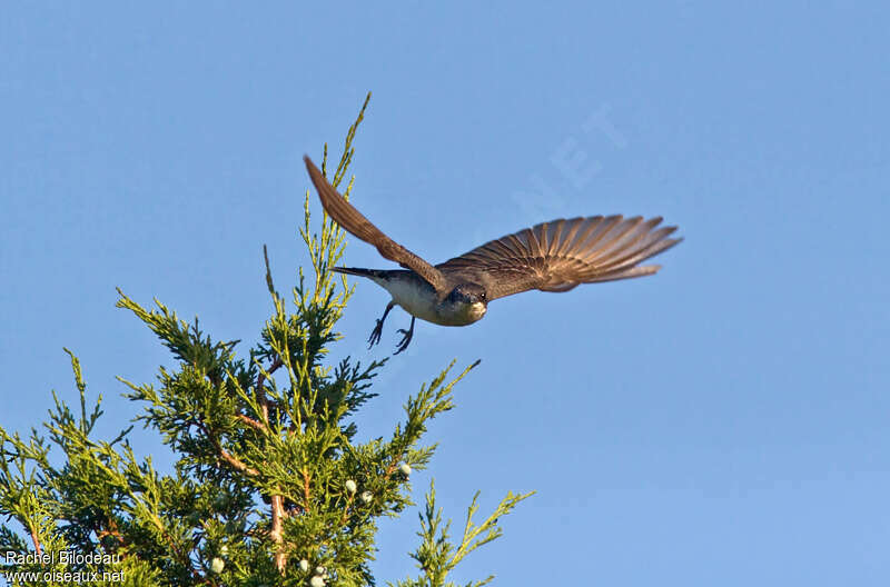 Eastern Kingbird, Flight