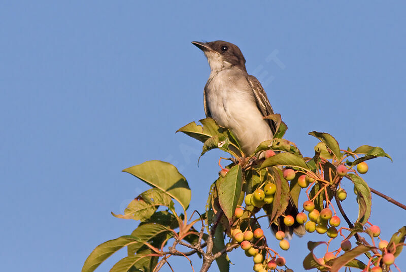 Eastern Kingbird