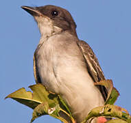 Eastern Kingbird