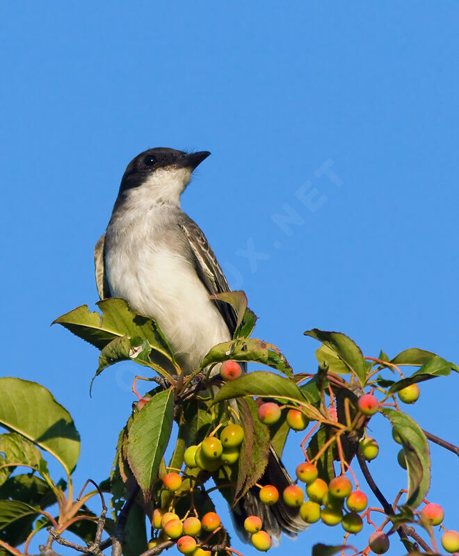 Eastern Kingbird