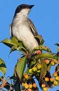 Eastern Kingbird