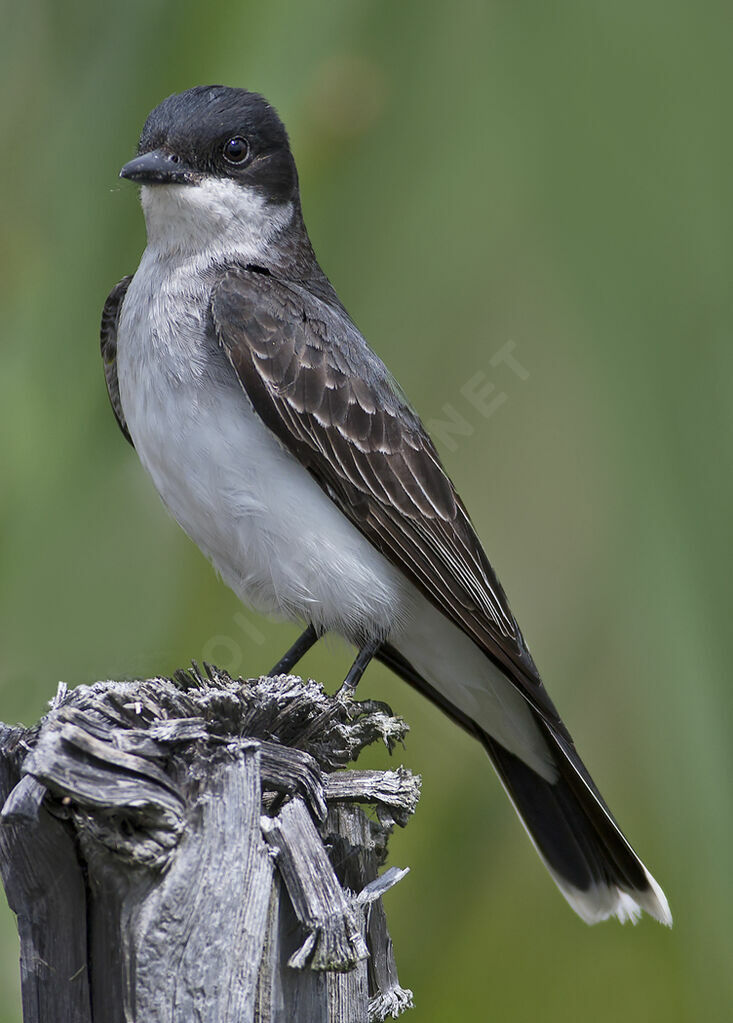 Eastern Kingbirdadult, identification