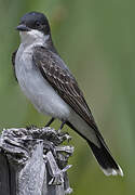 Eastern Kingbird