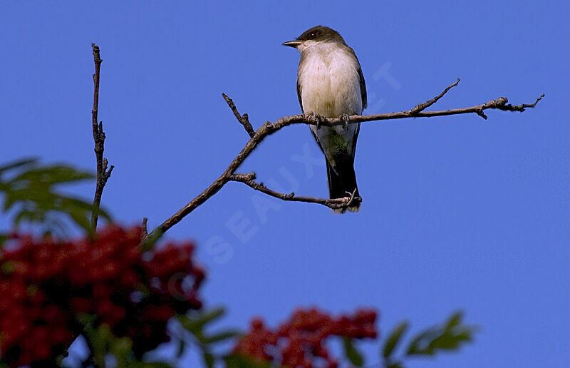 Eastern Kingbird