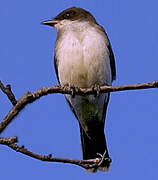 Eastern Kingbird