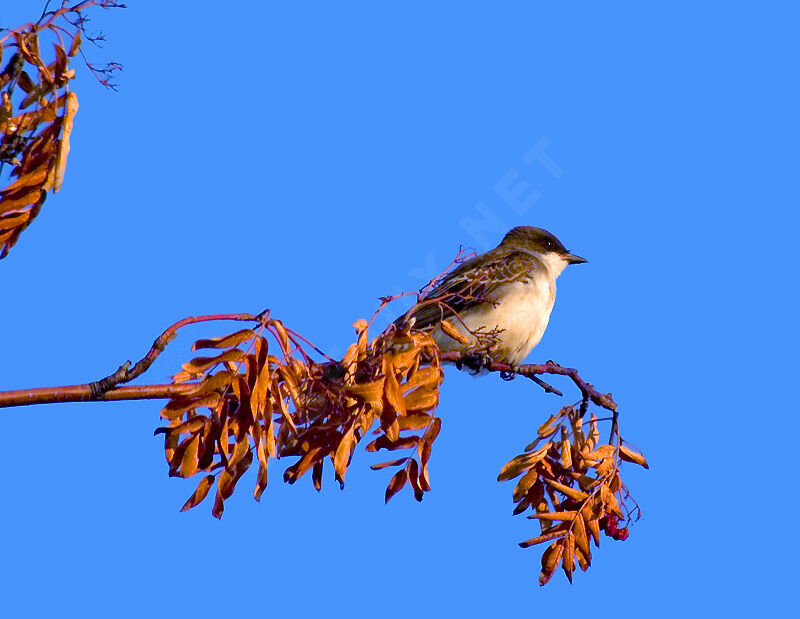 Eastern Kingbird