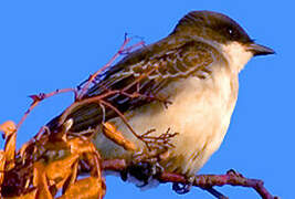 Eastern Kingbird