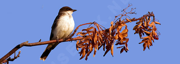 Eastern Kingbird