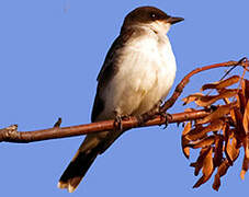 Eastern Kingbird