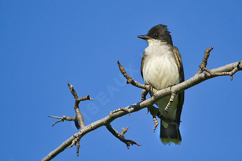 Eastern Kingbird