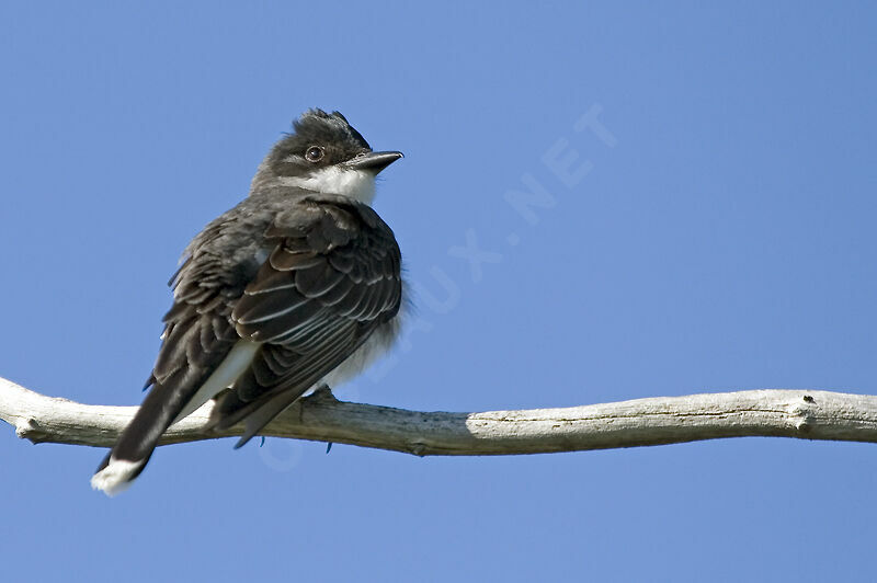 Eastern Kingbird