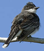 Eastern Kingbird