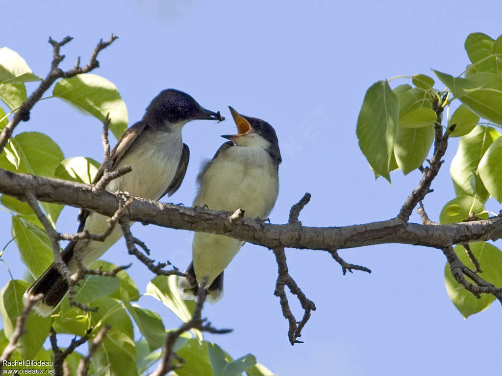 Eastern Kingbird, feeding habits, eats