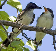 Eastern Kingbird