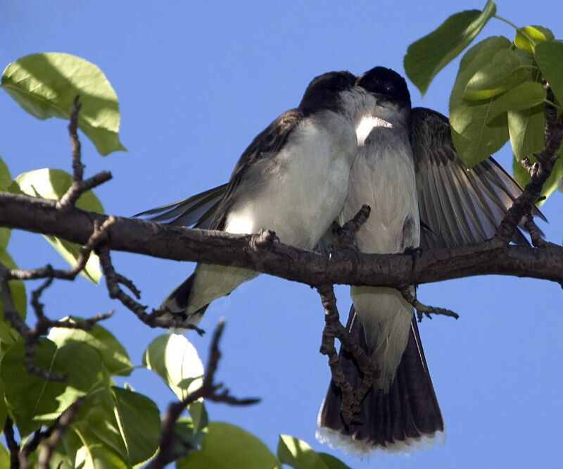 Eastern Kingbirdjuvenile