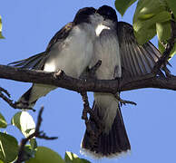 Eastern Kingbird