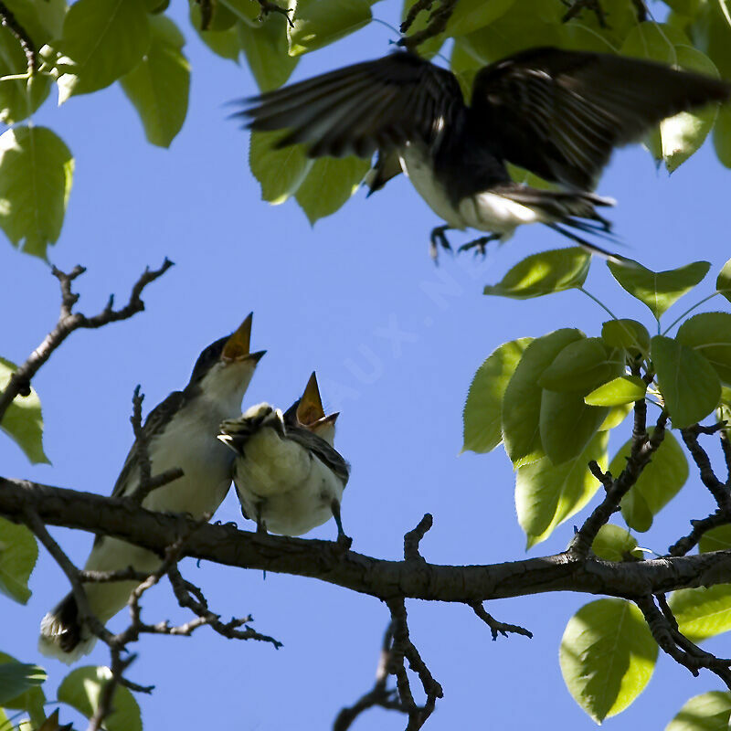 Eastern Kingbird