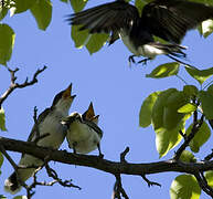 Eastern Kingbird