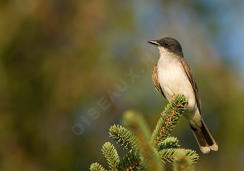 Eastern Kingbird