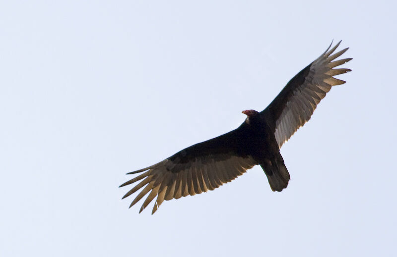 Turkey Vulture, Flight