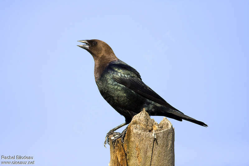 Vacher à tête brune mâle adulte, chant