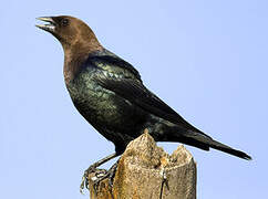 Brown-headed Cowbird