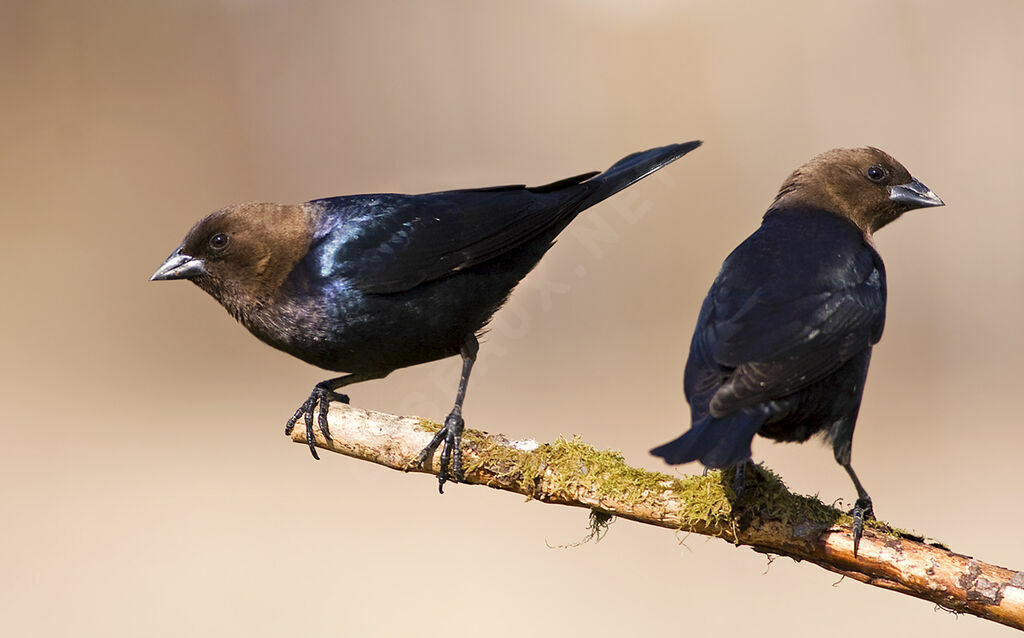 Brown-headed Cowbird , identification, Behaviour