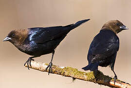 Brown-headed Cowbird