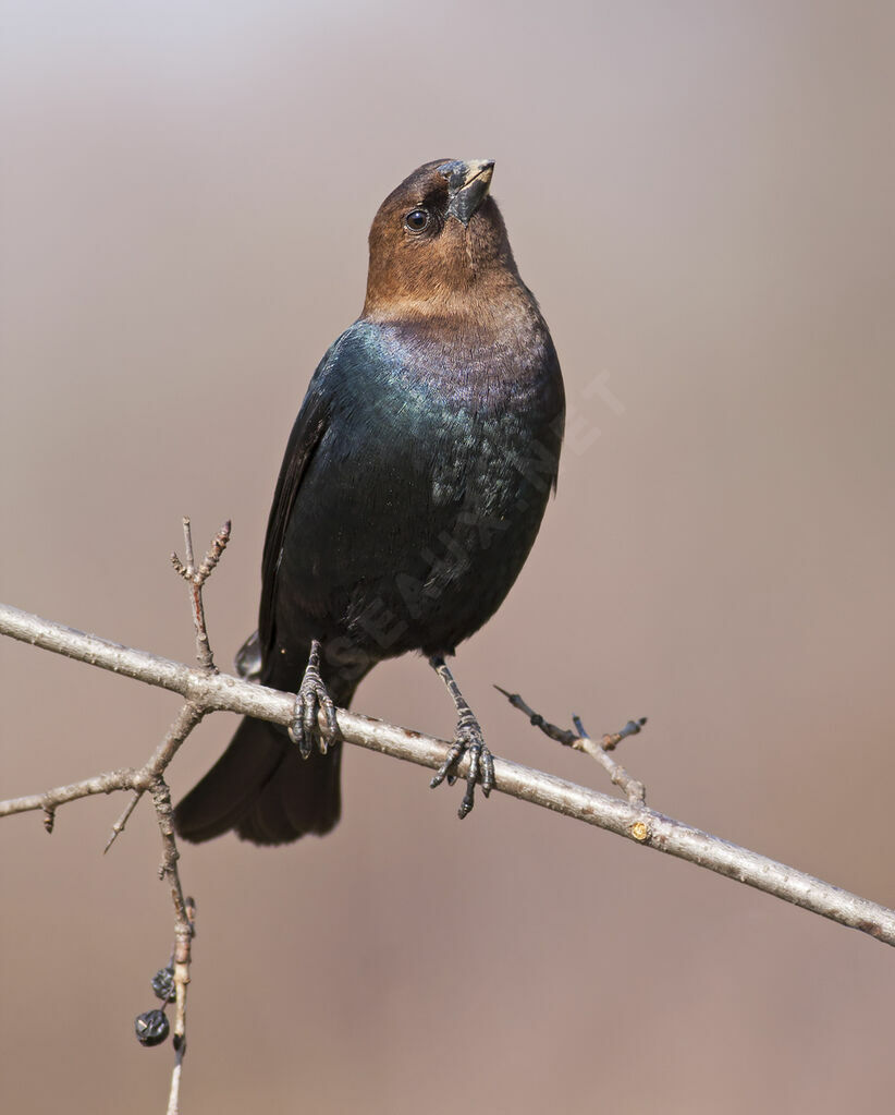 Brown-headed Cowbird