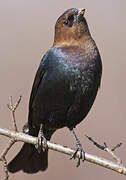 Brown-headed Cowbird