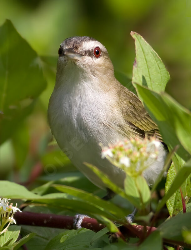 Red-eyed Vireoadult, identification