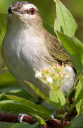 Red-eyed Vireo