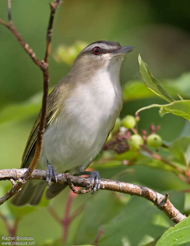 Red-eyed Vireoadult, close-up portrait