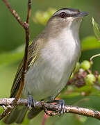 Red-eyed Vireo