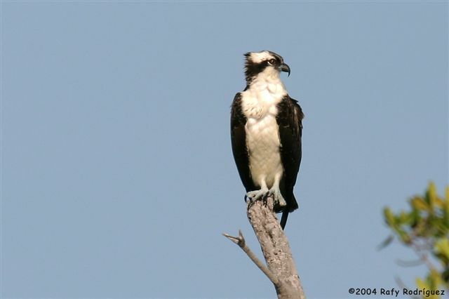 Western Osprey