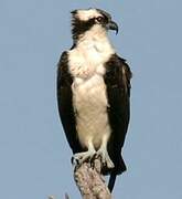 Western Osprey