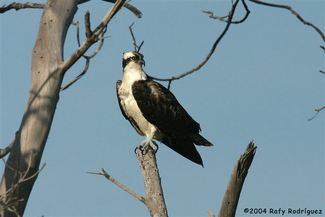 Balbuzard pêcheur