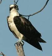 Western Osprey