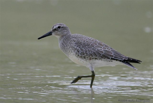 Bécasseau maubèche