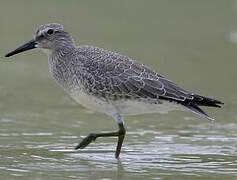 Red Knot